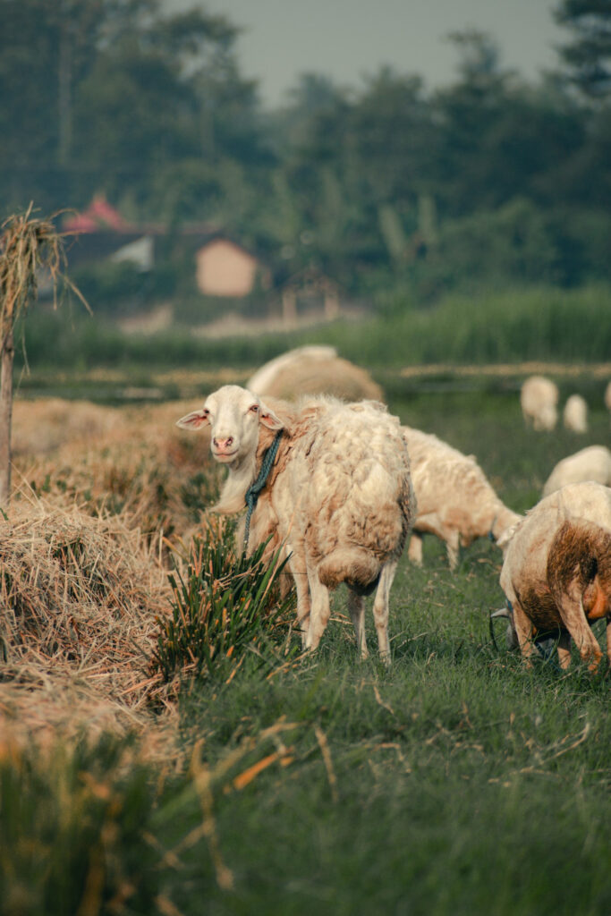 The Best Organic Alternatives for Everyday Use Featured Image 4 683x1024